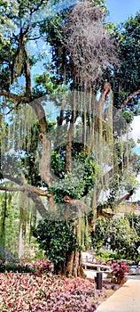 CENTENARY TREE IN PUBLIC SQUARE