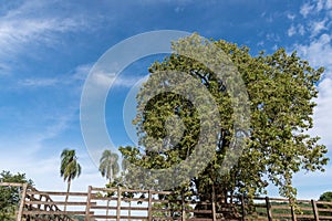 Centenary tree of Ãšmbu Phytolacca dioica and in the background the blue sky