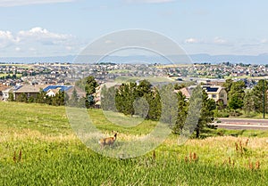 Centennial, Colorado - Denver metro area residential panorama with a deer on the small meadow in the foreground photo