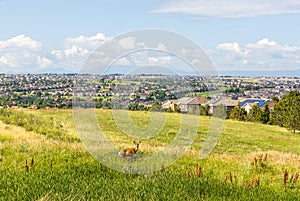 Centennial, Colorado - Denver metro area residential panorama with  a deer on the small meadow in the foreground photo