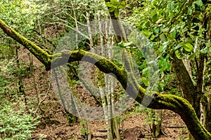 Centennial forest in Canary Islands - Mercedes Mount