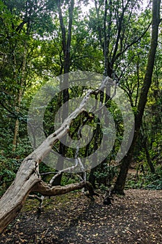 Centennial forest in Canary Islands - Mercedes Mount