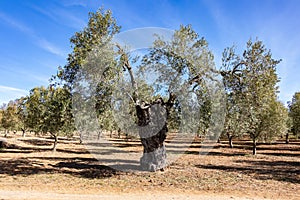 Centennial olive tree in an olive grove
