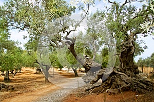 Centennial olive trees from Mediterranean Mallorca photo
