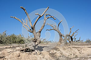 Centennial olive trees pruned in winter