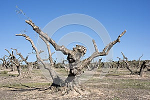 Centennial olive trees pruned in winter