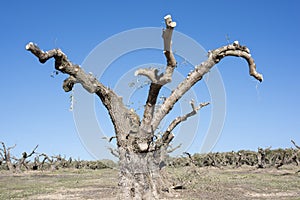 Centennial olive trees pruned in winter