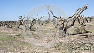 Centennial olive trees pruned in winter