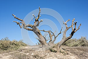 Centennial olive trees pruned in winter photo