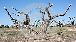 Centennial olive trees pruned in winter photo