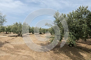 Centennial olive trees in San mateo, Via augusta de Castellon