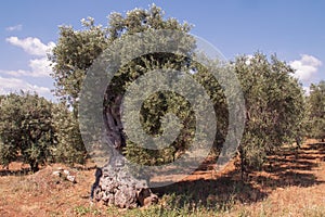 Centennial olive trees in the vicinity of Monopoli, Italy.