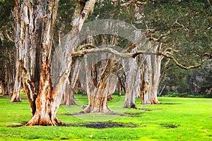 Centennial Park Paper trees photo
