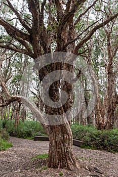 Centennial Park in Sydney, Australia. Old Tree