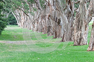 Centennial Park in Sydney, Australia. Thick Evergreen Tea Trees