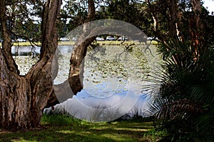 Centennial Parklands Pond Sydney