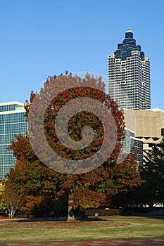 Centennial Tree - Atlanta, Georgia photo