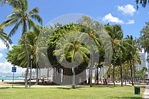 Centennial Tree On Waikiki Beach. photo