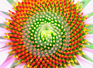 Center of the beautiful coneflower showing fibonacci pattern