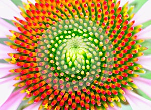 Center of the beautiful coneflower showing fibonacci pattern photo