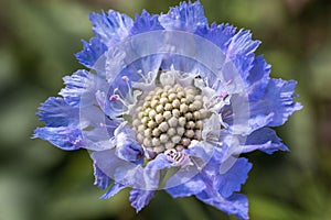 Center of blue beautiful scabiosis flower showing fibonacci pattern.