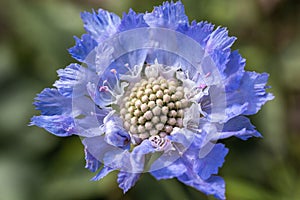 Center of blue beautiful scabiosis flower showing fibonacci pattern. photo