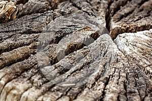 center cut section of wooden log bleached and split