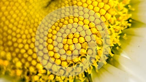 The center of a daisy flower is a matrix of yellow stamens. Macro photography as a distinct vegetative natural