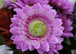 Center of daisy flowers