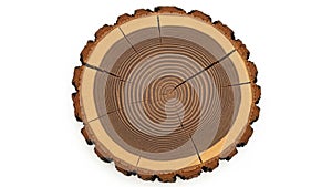 The center features concentric circles indicating the tree s age