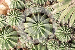The center in the frame (Selected focus) of green cactus