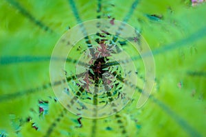 Center or heart of fresh fern bush. Nature background. Summer green forest. Plants pattern. Blurred with soft selective