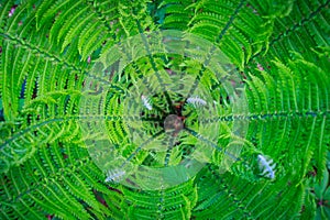 Center or heart of fresh fern bush with young curly fronds. Nature background. Summer green forest. Plants pattern
