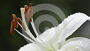 Center of a lily flower
