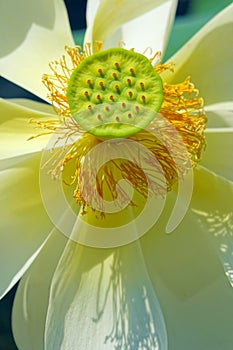Center of lotus flower