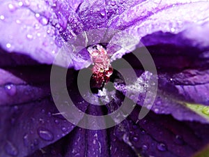 Center of Multi Blue Clematis Flower.  the heart of a purple clematis flower