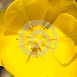 Center part of yellow tulip flower with stamen, flowers macro abstract background