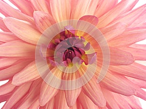 Center of pink dahlia