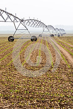 Center pivot irrigation system in a corn field by a misty morning