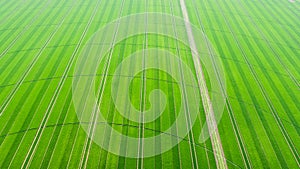 Center Pivot Irrigation System in a green Field