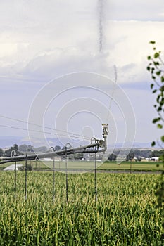 Center pivot irrigation system sprinkling water on a cornfield