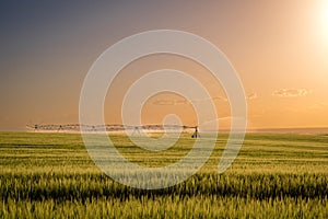 Center-pivot irrigation system watering a wheat field in Eastern Idaho, USA at sunset