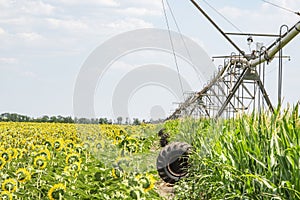Center pivot sprinkler system watering corn shoots in a corn field