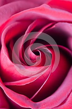 Center of a red rose bud