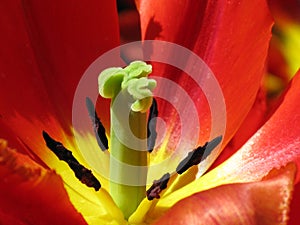 Center of a Red tropical flower with yellow center