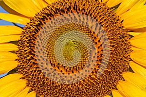 Center of Sunflower Close Up