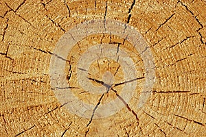 Center of the tree photo