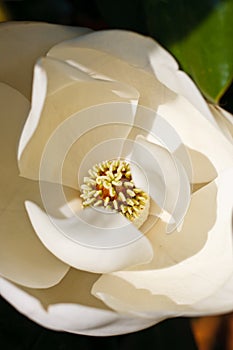 Center of White Magnolia Blossom