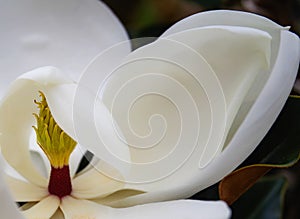 The center of a white magnolia blossom partially covered with petals