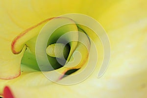 Center of a yellow Calla Lillfy flower